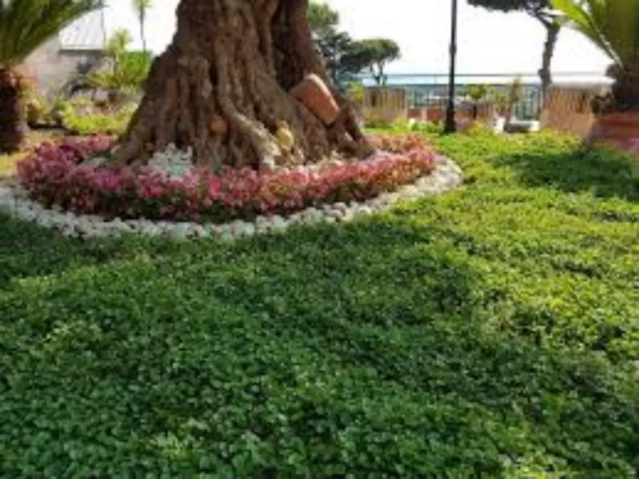 Immagine selezionata